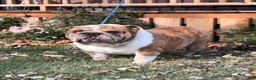 English Bulldog dogs for sale: Choc Tri Girl - Ad 5
