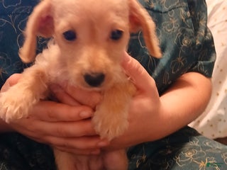 Jackapoo dogs - Ad 4