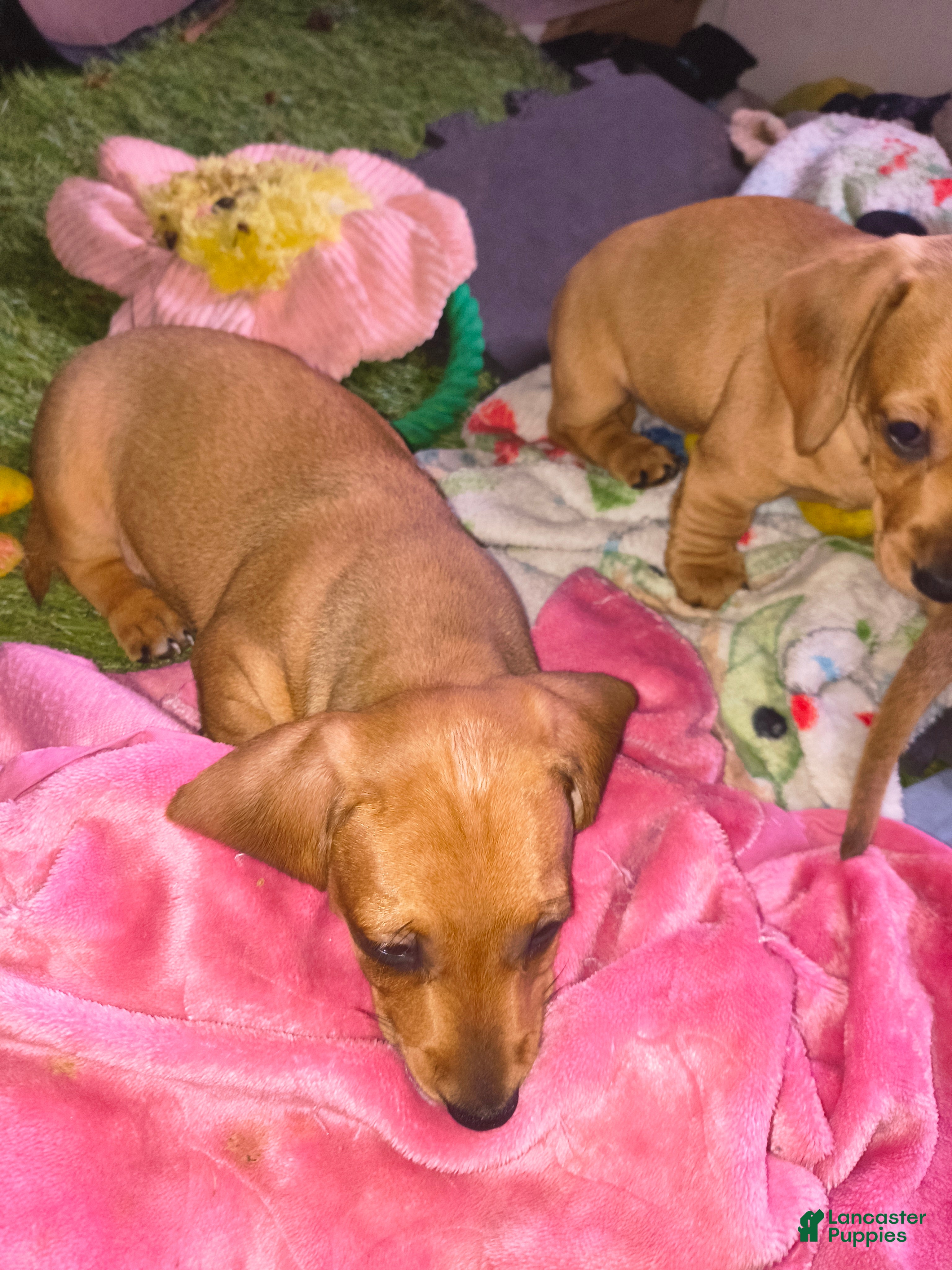 Miniature Dachshund dogs Beauty  - Ad 2