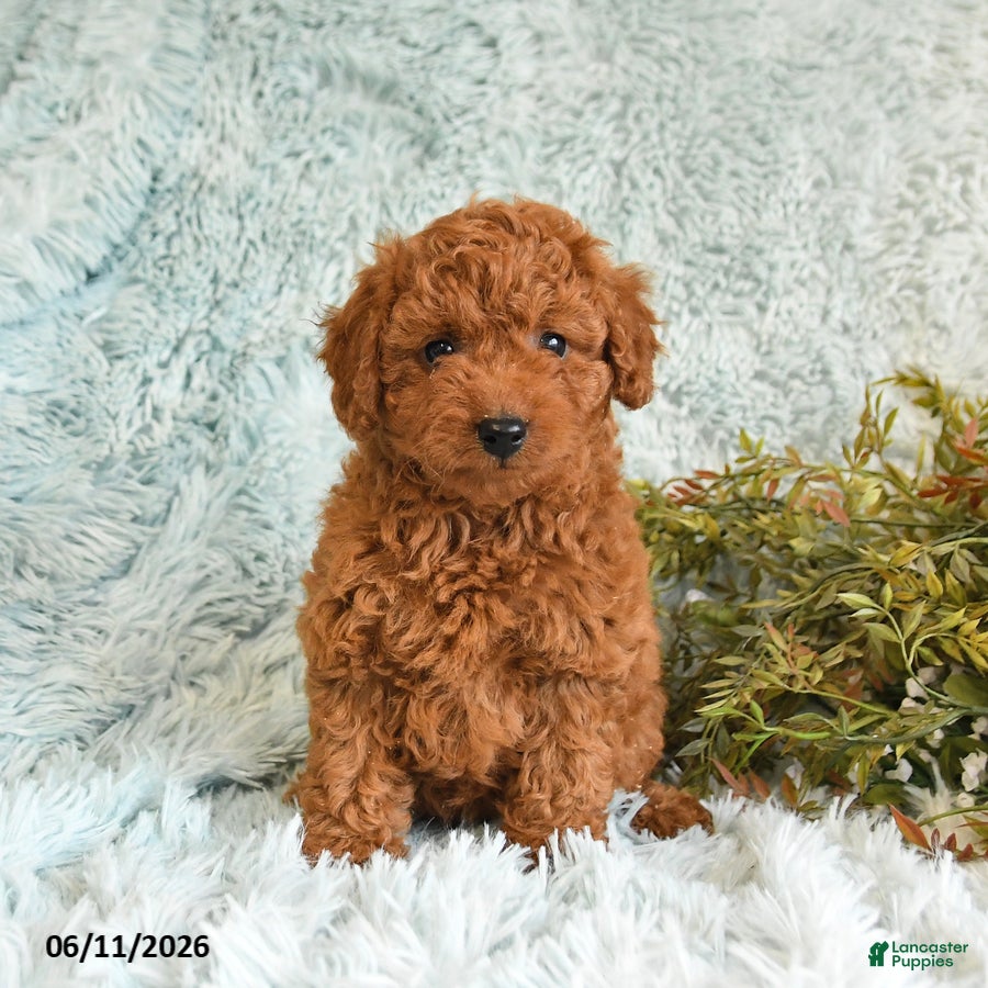 Cockapoo dogs Tracy - Ad 2
