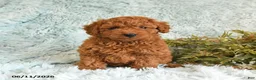 Cockapoo dogs for sale: Tracy - Ad 2