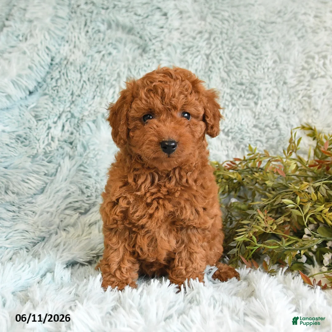 Cockapoo dogs for sale: Tracy - Ad 2
