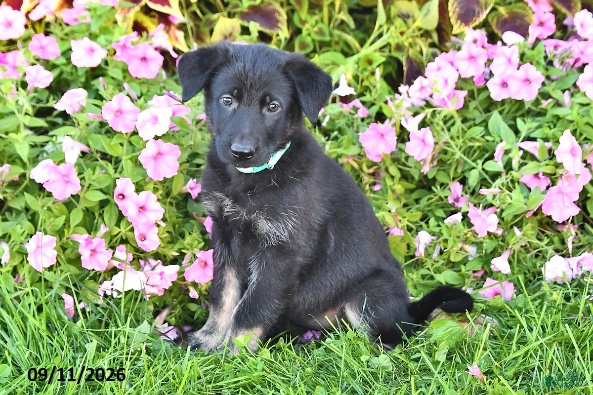 German Shepherd dogs Tracy - Ad 1