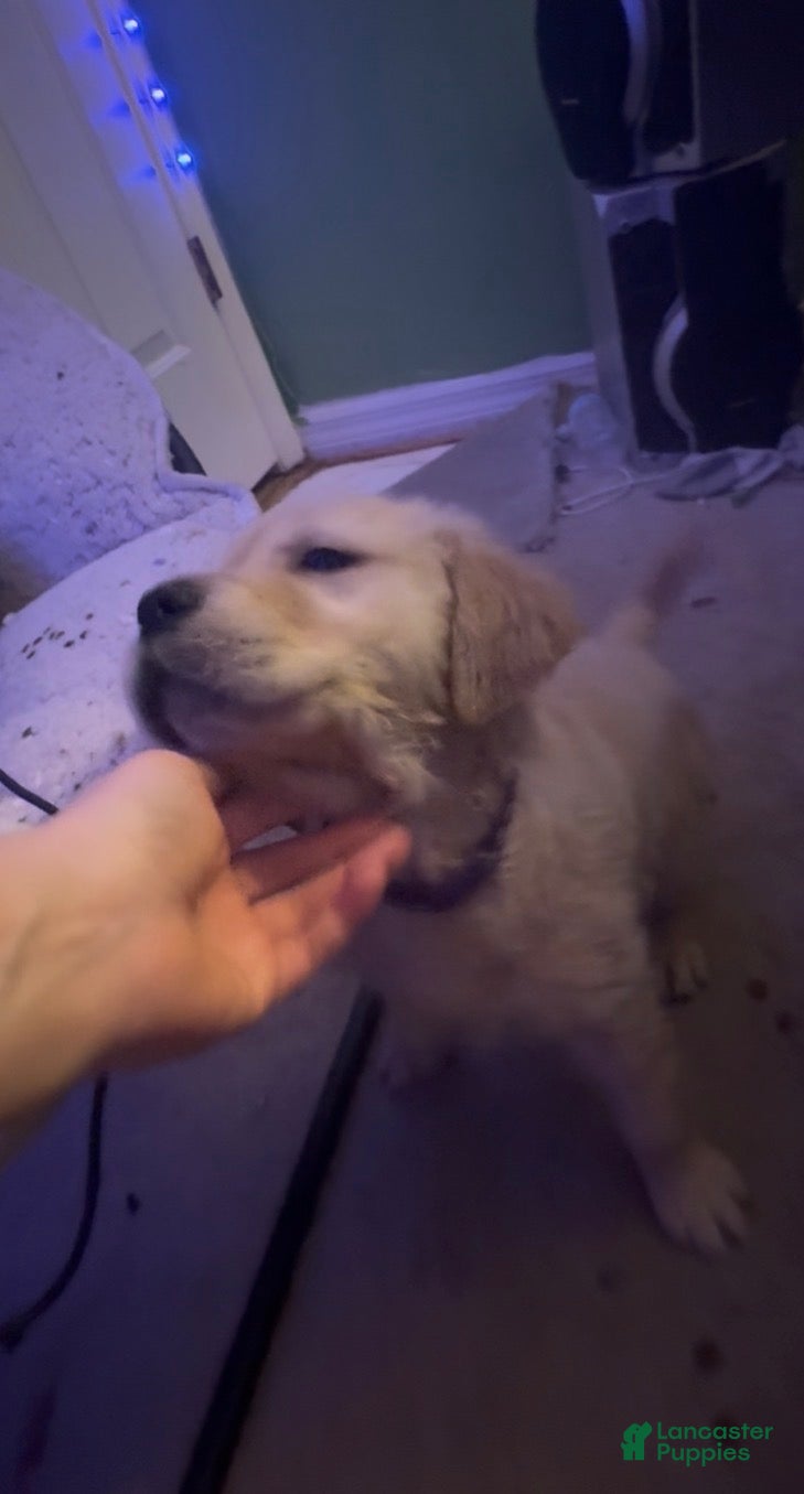 Golden Retriever dogs Violet - Ad 5