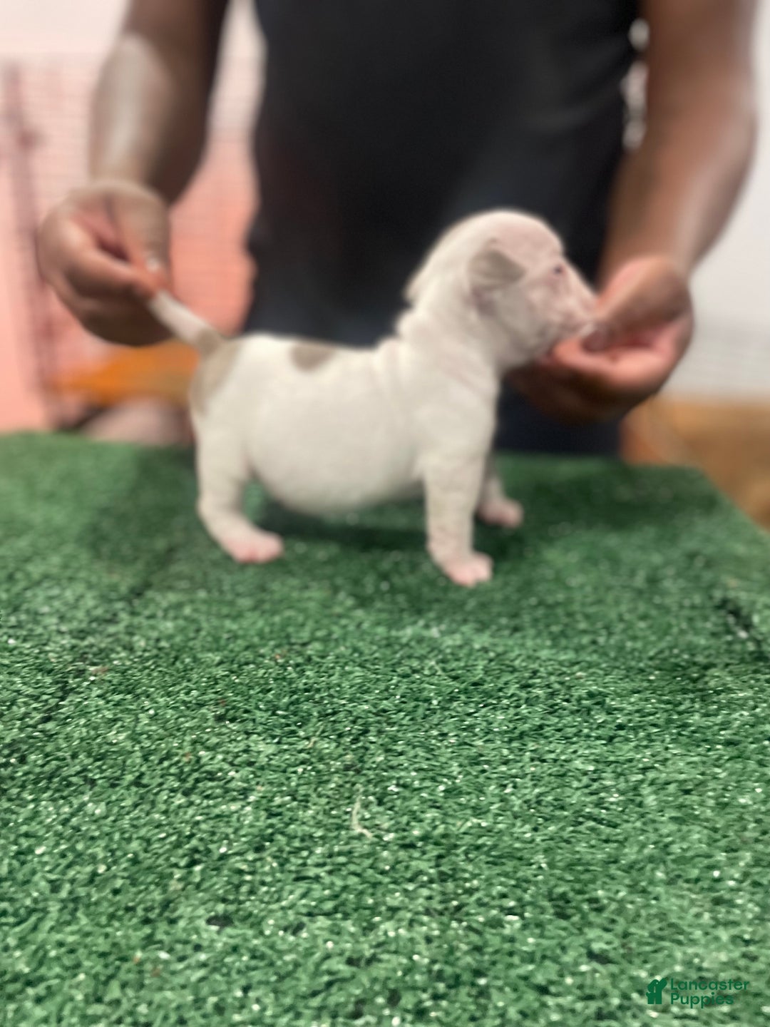 American Bully dogs for sale: American Bully Puppy 6 - Ad 14