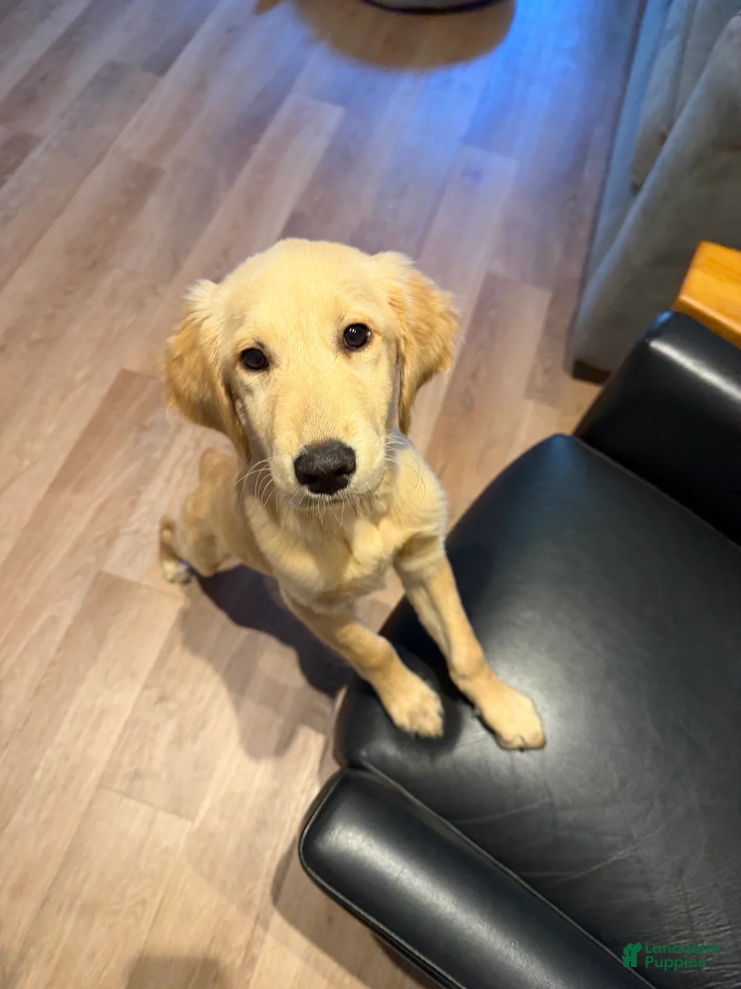 Golden Retriever dogs for sale: Golden Retriever 1 - Ad 2