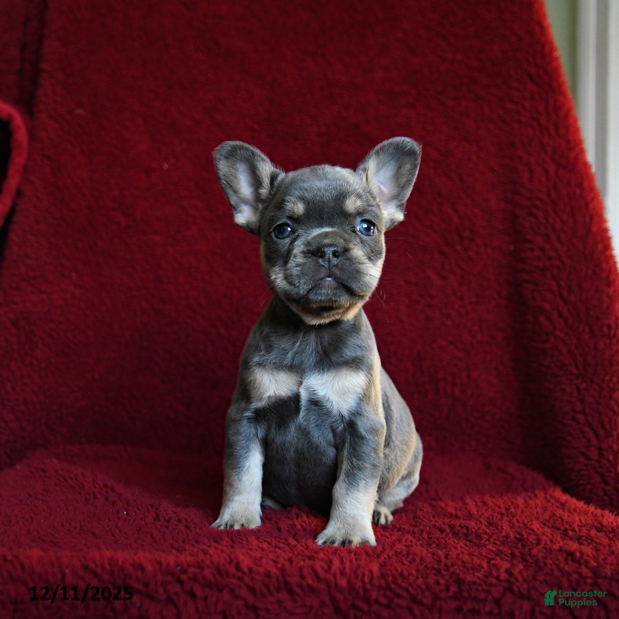French Bulldog dogs Flicker - Ad 5