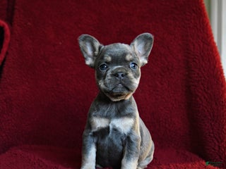 French Bulldog dogs Flicker - Ad 2