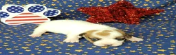 Jack Russell Terrier dogs for sale: CKC "Ripley" Delivery Available  - Ad 2
