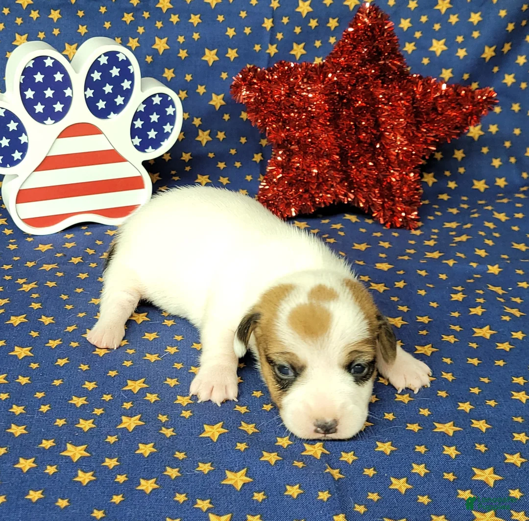 Jack Russell Terrier dogs for sale: CKC "Ripley" Delivery Available  - Ad 2