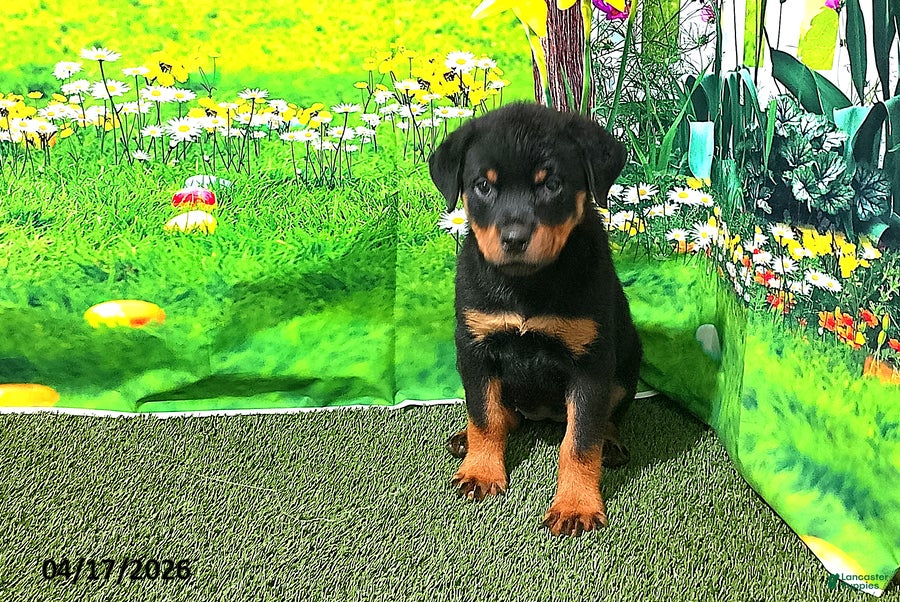 Rottweiler dogs Sugar - Ad 1