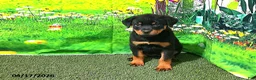 Rottweiler dogs for sale: Sugar - Ad 1