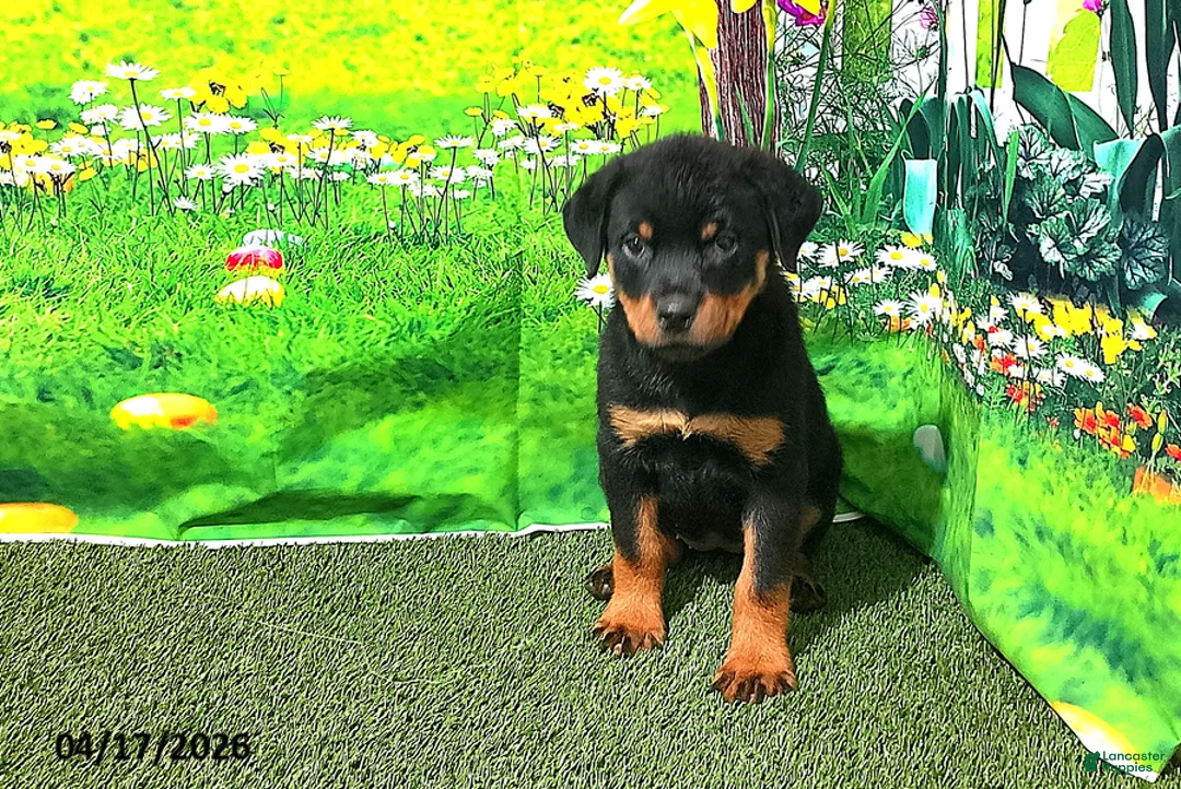 Rottweiler dogs for sale: Sugar - Ad 1
