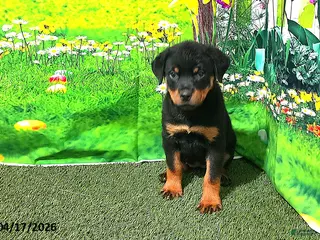 Rottweiler dogs for sale: Sugar - Ad 1