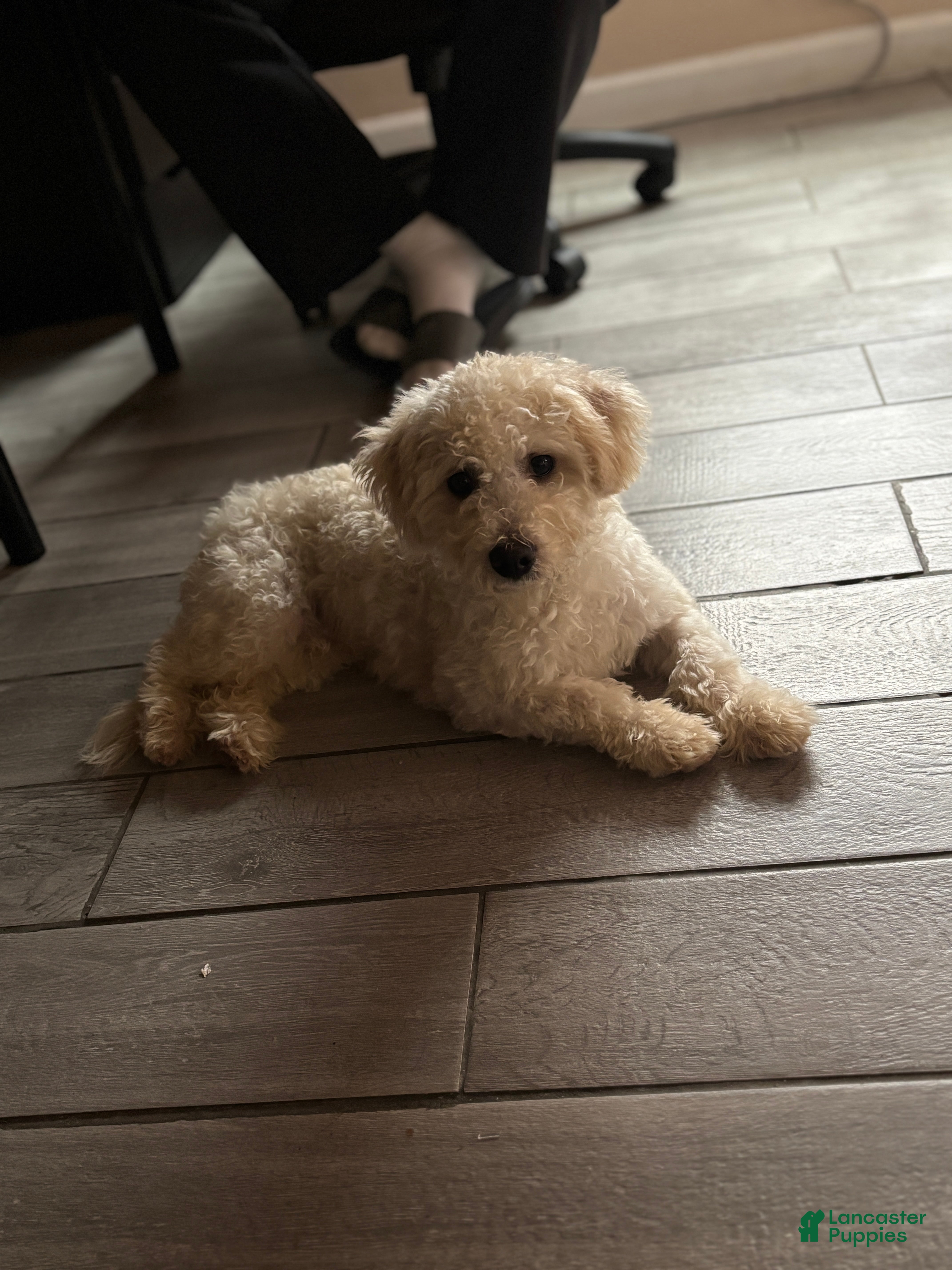 Miniature Poodle dogs Leo - Ad 6