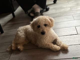 Miniature Poodle dogs Leo - Ad 6