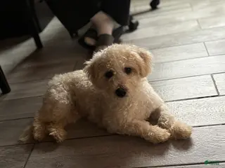 Miniature Poodle dogs Leo - Ad 9