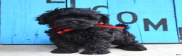 Shihpoo dogs for sale: Scottie - Ad 3