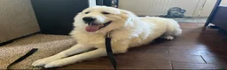 Great Pyrenees dogs for sale: Great Pyrenees 1 - Ad 5
