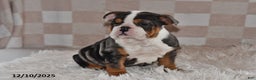 Olde English Bulldogge dogs for sale: Mila - Ad 5