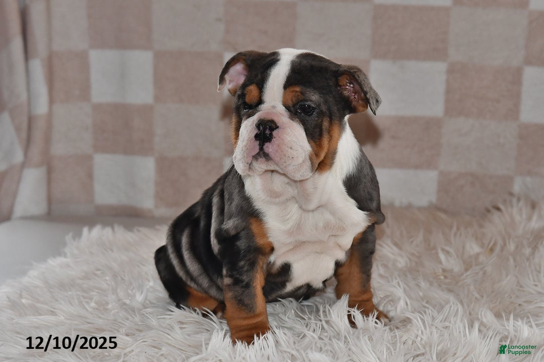 Olde English Bulldogge dogs for sale: Mila - Ad 5