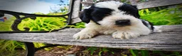 Havapoo dogs for sale: Shadow - Ad 5