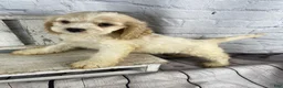 Cocker Spaniel dogs for sale: Maple - Ad 7