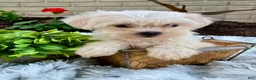 Teddy Bear dogs for sale: Cammi - Ad 5