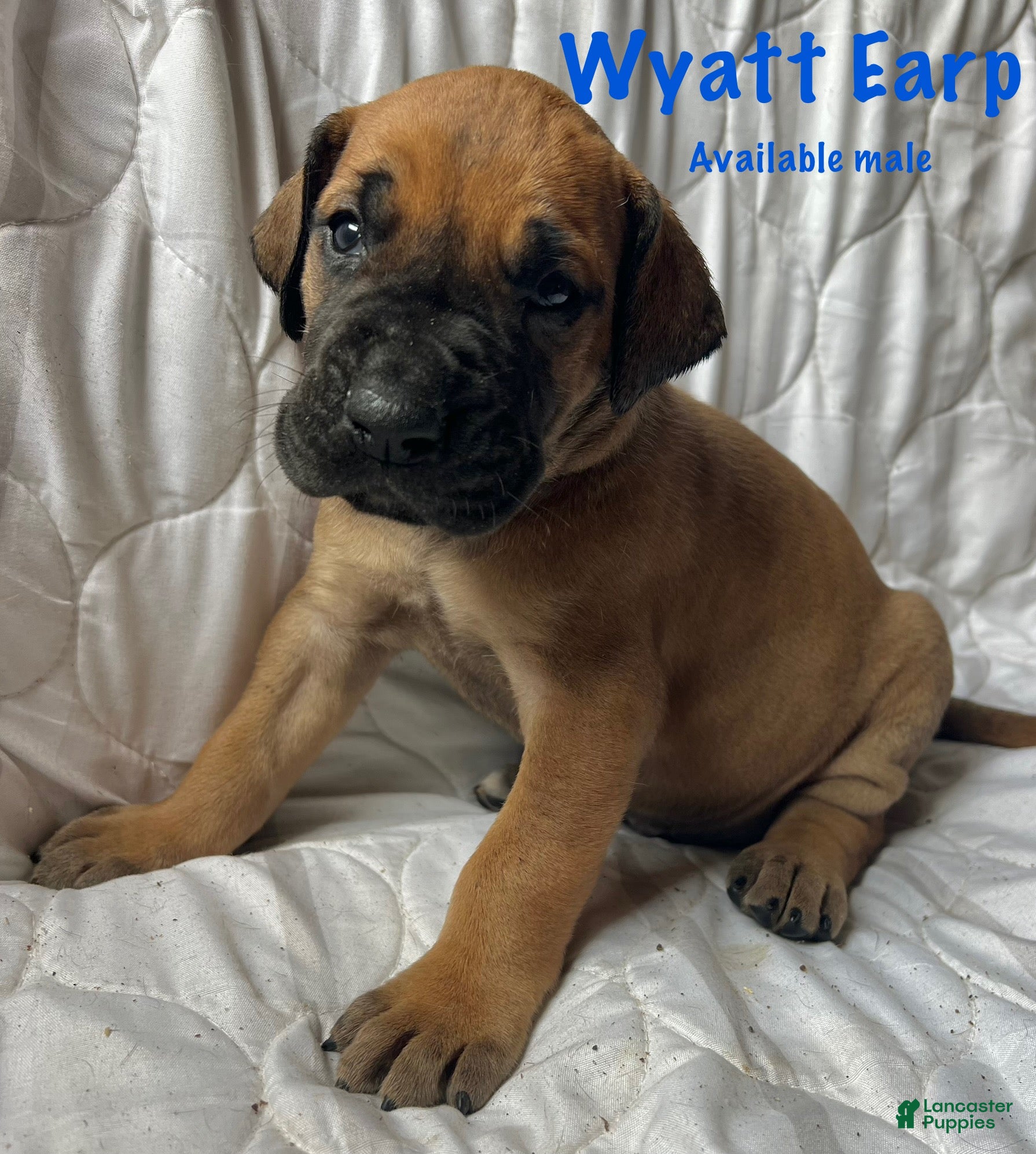 Great Dane dogs Wyatt Earp - Ad 12