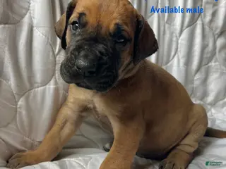 Great Dane dogs Wyatt Earp - Ad 7