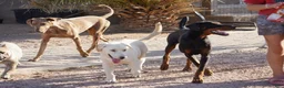Mixed Breed dogs for sale: Toes M Lorek - Ad 5