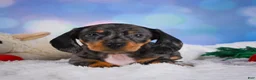 Miniature Dachshund dogs for sale: Clovas - Ad 10