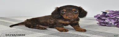 Archie