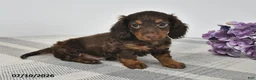 Miniature Dachshund dogs for sale: Archie - Ad 1