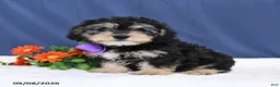 Cavapoo dogs for sale: Ozzy - Ad 4