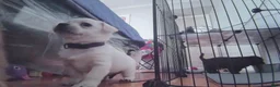 Mixed Breed dogs for sale: Baby Kit - Ad 3