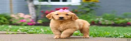 Golden Retriever dogs for sale: Barba - Ad 4