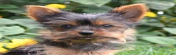 Yorkshire Terrier dogs for sale: Lacey - Ad 3