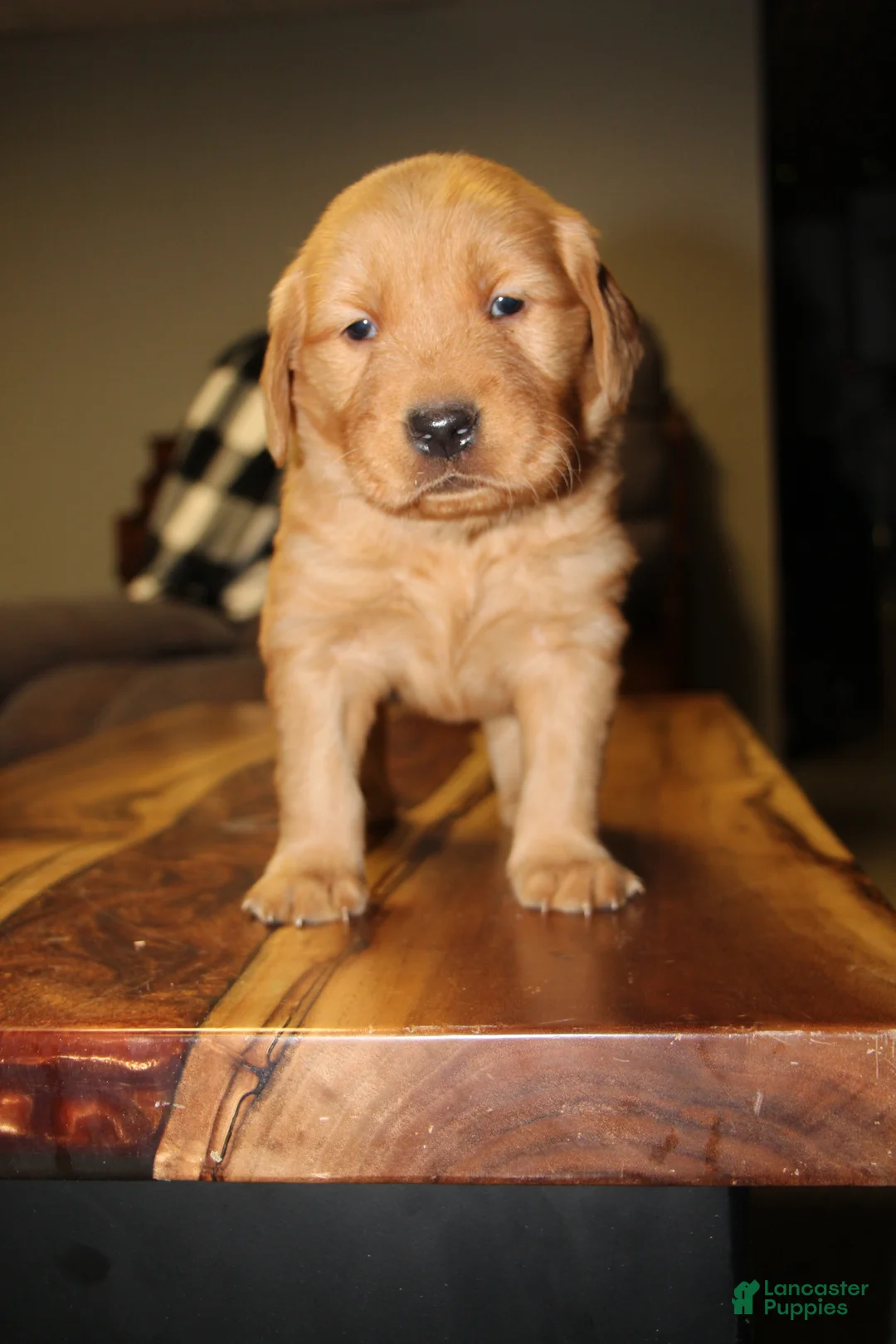 Golden Retriever dogs for sale: Rook - Ad 5