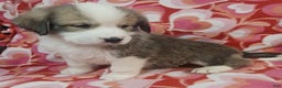 Mixed Breed dogs for sale: Tinsel - Ad 6