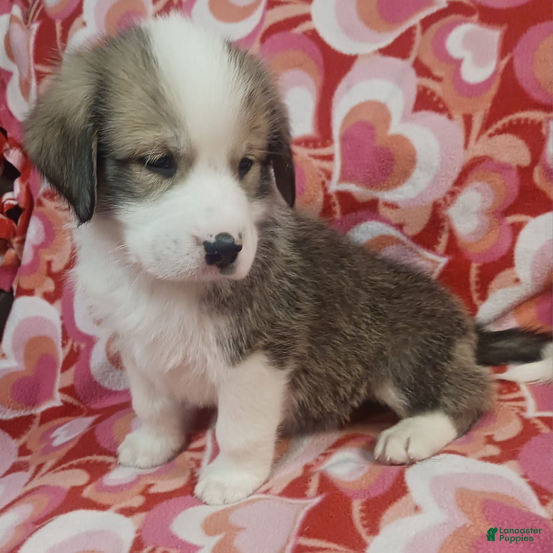 Mixed Breed dogs for sale: Tinsel - Ad 6