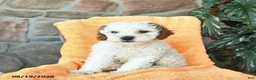 Miniature Poodle dogs for sale: Summer  - Ad 2