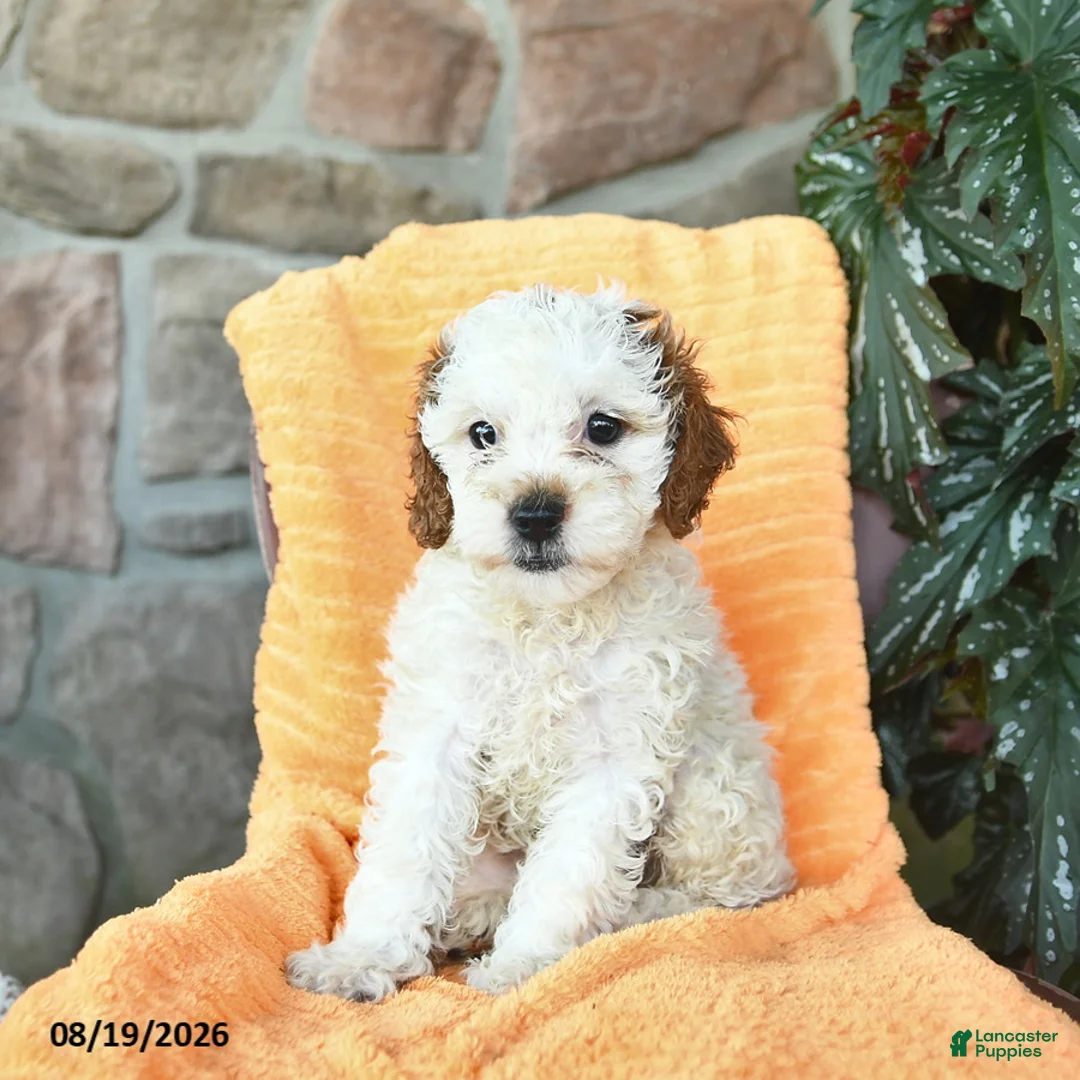 Miniature Poodle dogs for sale: Summer  - Ad 2