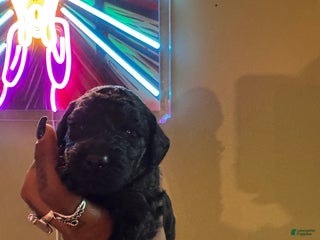 Mini Bernedoodle dogs - Ad 3