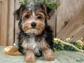 Yorkshire Terrier dogs for sale: Ruckus - Ad 4