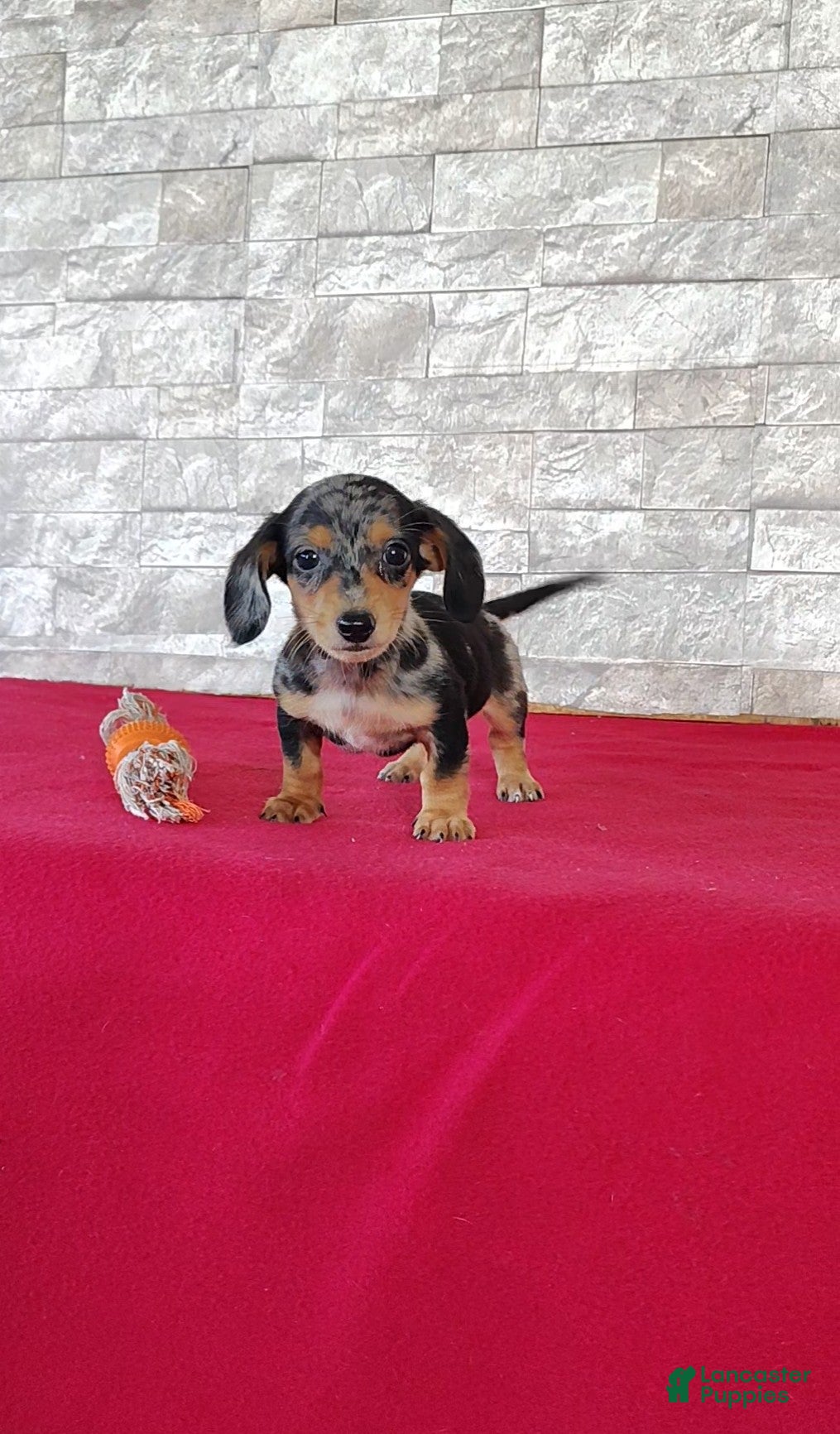 Miniature Dachshund dogs Titus - Ad 1