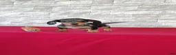 Miniature Dachshund dogs for sale: Titus - Ad 1