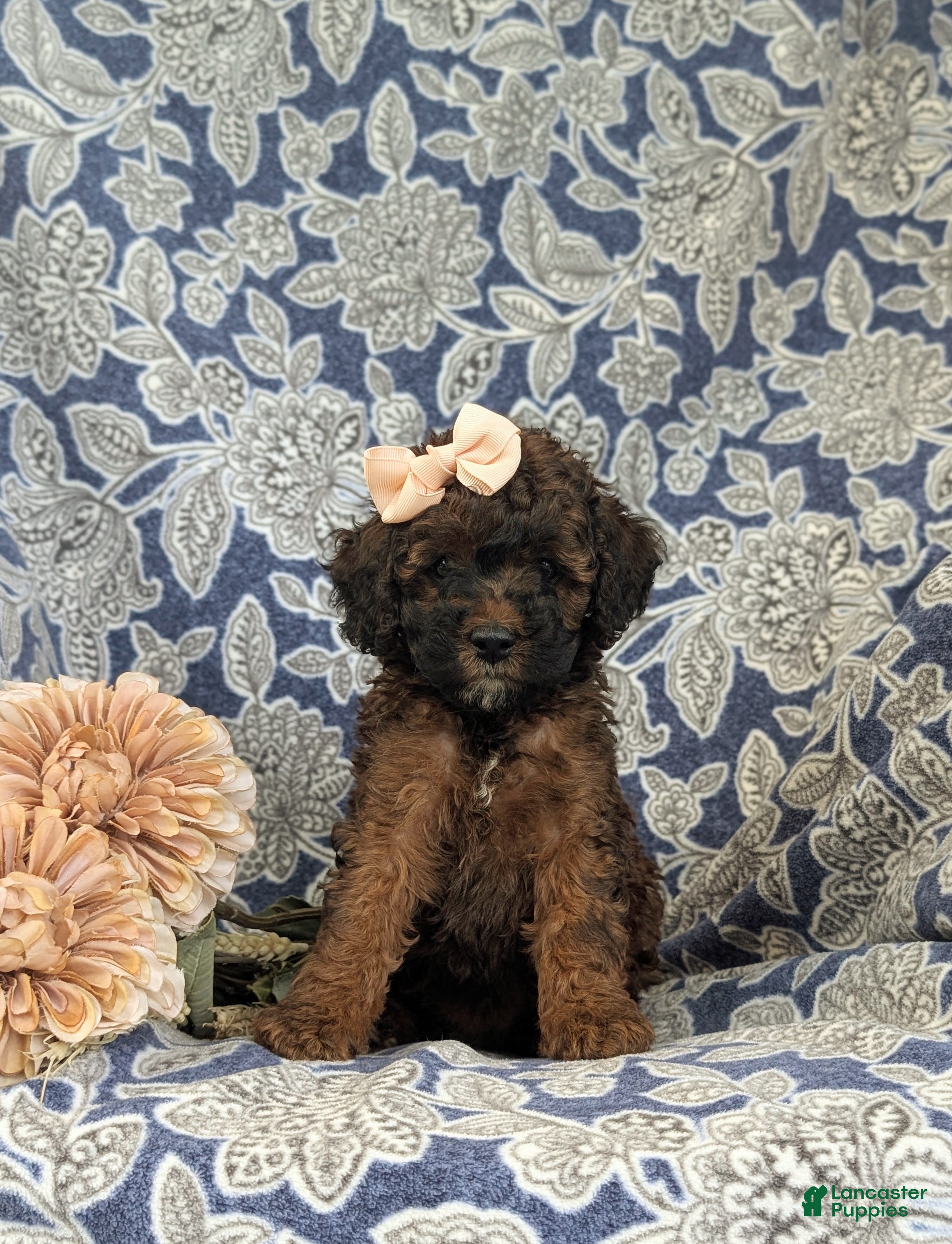 Cockapoo dogs Faith Hypoallergenic - Ad 2