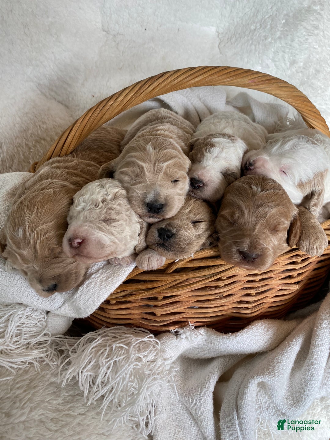 Goldendoodle dogs for sale: Bean - Ad 6