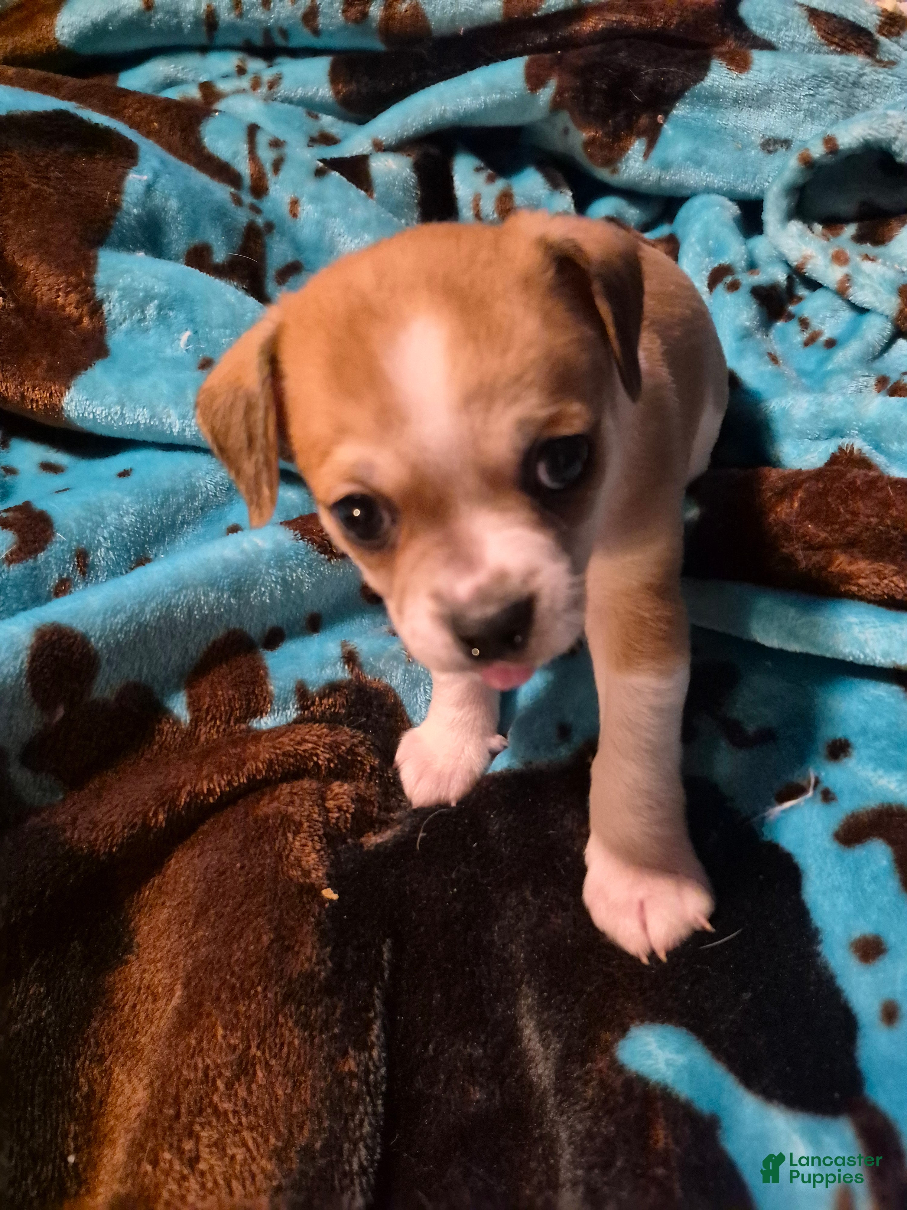 Chihuahua dogs Oscar - Ad 40